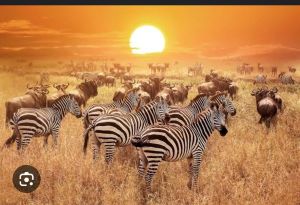 zebras and wildbeasts at serengeti